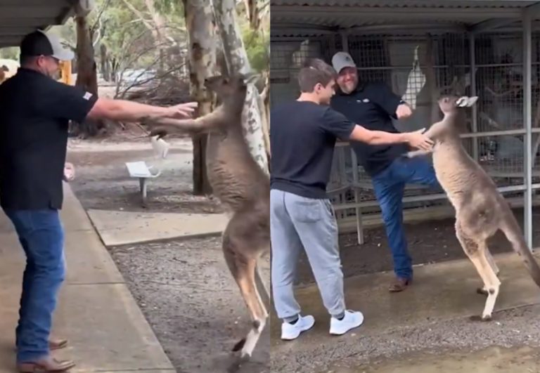 Αμερικανός τουρίστας παίζει ξύλο με… καγκουρό στην Αυστραλία – Δείτε το βίντεο