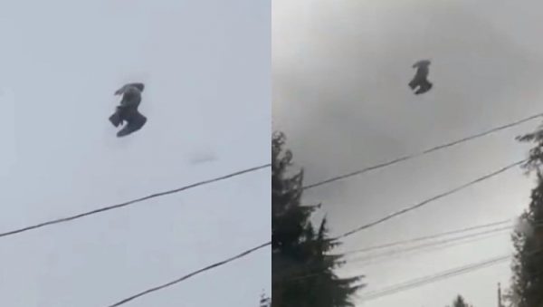 Περιστέρι «κολλημένο» στον αέρα – Το μυστηριώδες θέαμα που έχει τρελάνει το διαδίκτυο