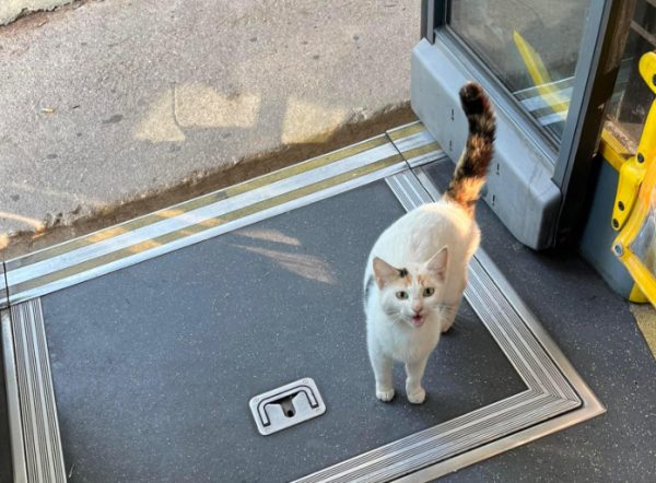 Γάτες: Φιλόζωος οδηγεί αστικό λεωφορείο με… συνοδηγούς τα αγαπημένα του τετράποδα