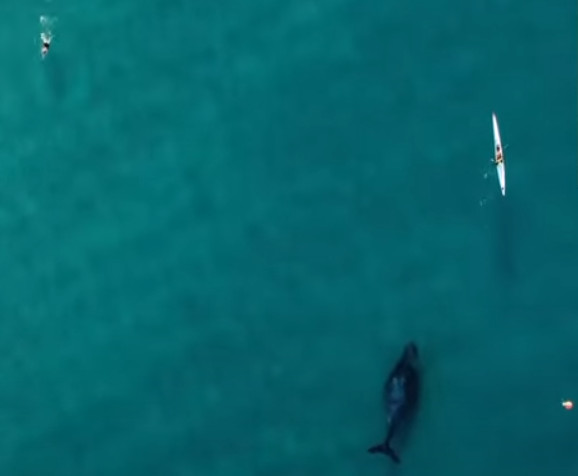 Φάλαινα στο Σίδνεϊ: Κολυμπούσε δίπλα σε άνδρα που έκανε καγιάκ – Απίστευτο βίντεο