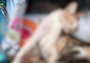 Κτηνωδία στο Μαρκόπουλο: Δεκάδες ζώα δολοφονημένα με φόλες – Παρέμβαση εισαγγελέα