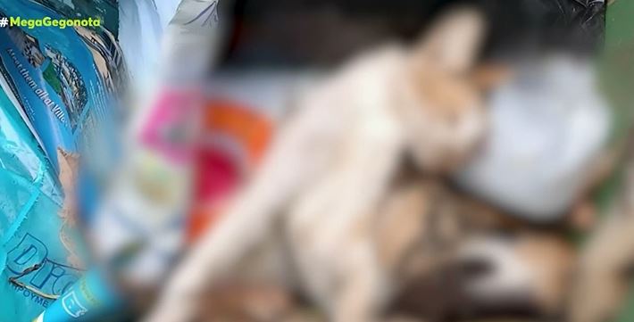 Κτηνωδία στο Μαρκόπουλο: Δεκάδες ζώα δολοφονημένα με φόλες – Παρέμβαση εισαγγελέα