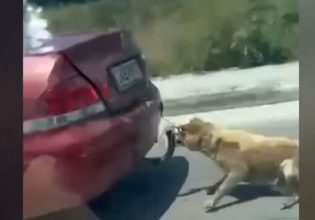 Ζάκυνθος: Τι υποστηρίζει ο οδηγός που έδεσε σκύλο στον κοτσαδόρο και τον έσερνε στον δρόμο