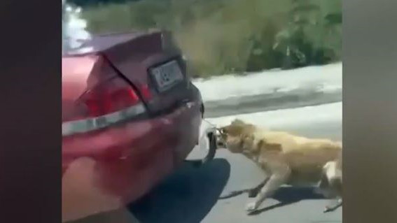 Ζάκυνθος: Τι υποστηρίζει ο οδηγός που έδεσε σκύλο στον κοτσαδόρο και τον έσερνε στον δρόμο