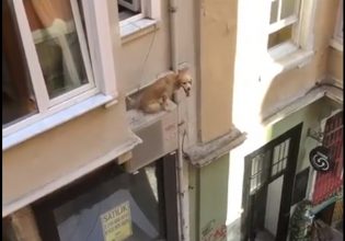 Συγκινητική επιχείρηση διάσωσης για σκυλάκι που κινδυνεύει να πέσει στο κενό