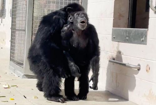 Συγκλονιστικό βίντεο: Χιμπατζής που πέρασε τη ζωή του σε κλουβί βλέπει για πρώτη φορά τον ουρανό