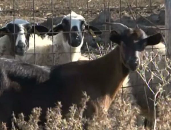 Δολοφονία 68χρονης στην Καβάλα: Θρίλερ με τα αίτια θανάτου – Εξετάζεται να τη σκότωσε το κριάρι της