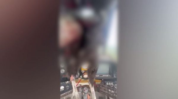 Τεράστιο πουλί χτύπησε στρατιωτικό αεροπλάνο στο Εκουαδόρ – Τραυματίστηκε στο πρόσωπο ο πιλότος