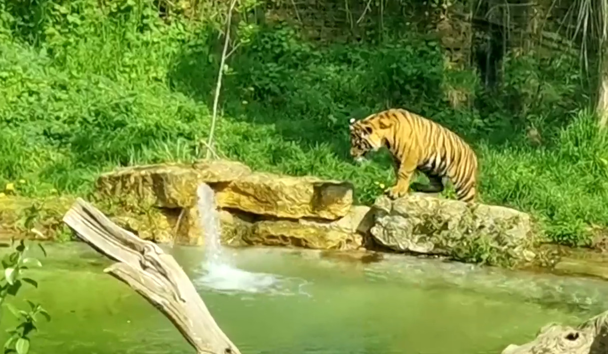 Ζωολογικός Κήπος Λονδίνου: Νεαρές τίγρεις μαθαίνουν κολύμπι για πρώτη φορά - Απολαυστικό βίντεο
