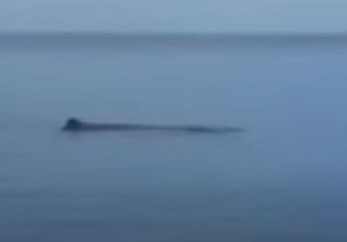 Φάλαινα εμφανίστηκε στη Μαρμαρίδα – Άφωνοι οι τουρίστες