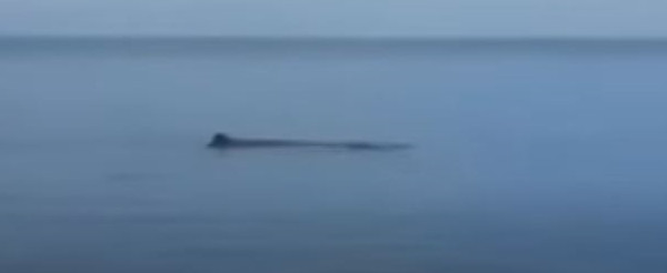 Φάλαινα εμφανίστηκε στη Μαρμαρίδα - Άφωνοι οι τουρίστες