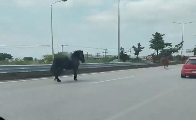 Αναστάτωση στη Χαλκιδική: Άλογα βγήκαν στην Εθνική Οδό