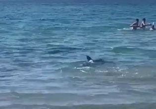 Καρχαρίας προκάλεσε πανικό σε παραλία της Ισπανίας – Λουόμενοι έτρεχαν να σωθούν