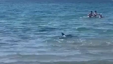 Καρχαρίας προκάλεσε πανικό σε παραλία της Ισπανίας - Λουόμενοι έτρεχαν να σωθούν