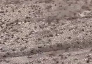 Νεβάδα: Εκατομμύρια τεράστιοι «γρύλοι μορμόνοι» προκαλούν τρόμο