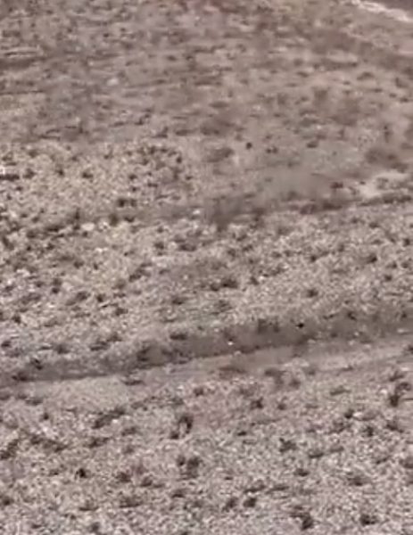 Νεβάδα: Εκατομμύρια τεράστιοι «γρύλοι μορμόνοι» προκαλούν τρόμο