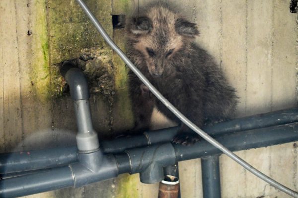 Καστοριά: Αρκουδάκι έπεσε σε δεξαμενή – Το έσωσαν με έναν κορμό δέντρου