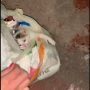 Οργή: Έβαλαν γατάκι σε σακούλα και το πέταξαν στα σκουπίδια