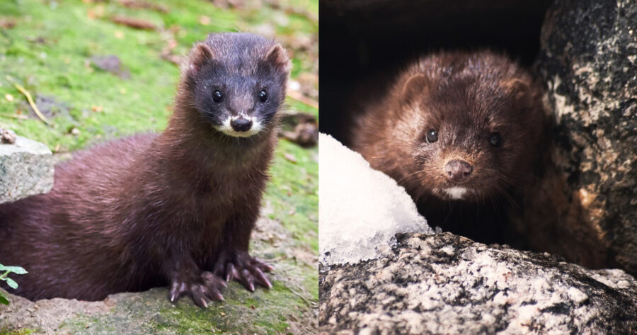 Mink “raid” in Kastoria – roaming the streets, occupying yards