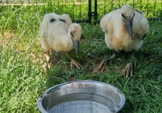 Έσωσαν νεοσσούς πελαργούς που έπεσαν από τη φωλιά τους – «Δεν ξέραμε αν θα ζήσει το ένα»