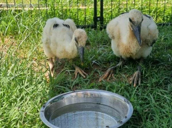 Έσωσαν νεοσσούς πελαργούς που έπεσαν από τη φωλιά τους – «Δεν ξέραμε αν θα ζήσει το ένα»