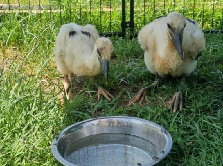 Έσωσαν νεοσσούς πελαργούς που έπεσαν από τη φωλιά τους – «Δεν ξέραμε αν θα ζήσει το ένα»