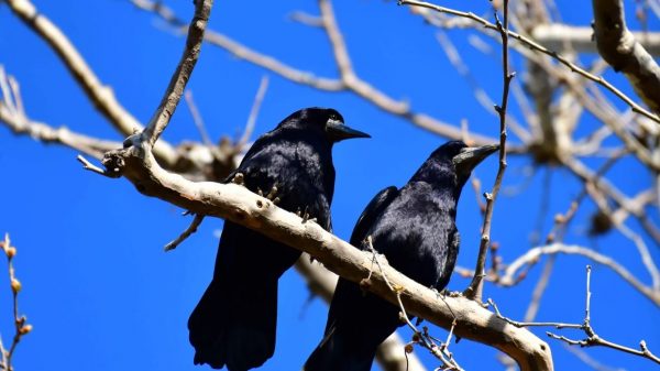 Κορακοειδή στην Καρδίτσα: Η αύξησή τους αποτελεί κίνδυνο για τη δημόσια υγεία και ασφάλεια