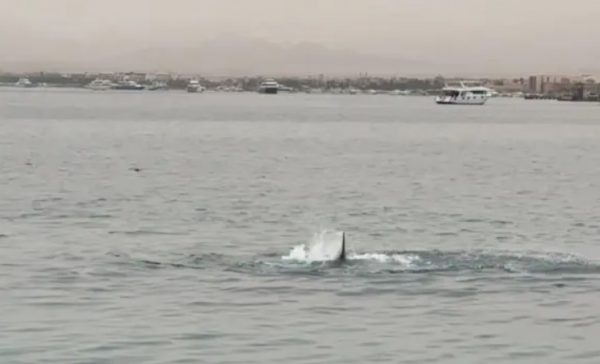 Αίγυπτος: Σκότωσαν τον καρχαρία που κατασπάραξε 23χρονο λουόμενο – Τα μακάβρια ευρήματα