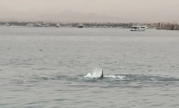 Αίγυπτος: Σκότωσαν τον καρχαρία που κατασπάραξε 23χρονο λουόμενο – Τα μακάβρια ευρήματα