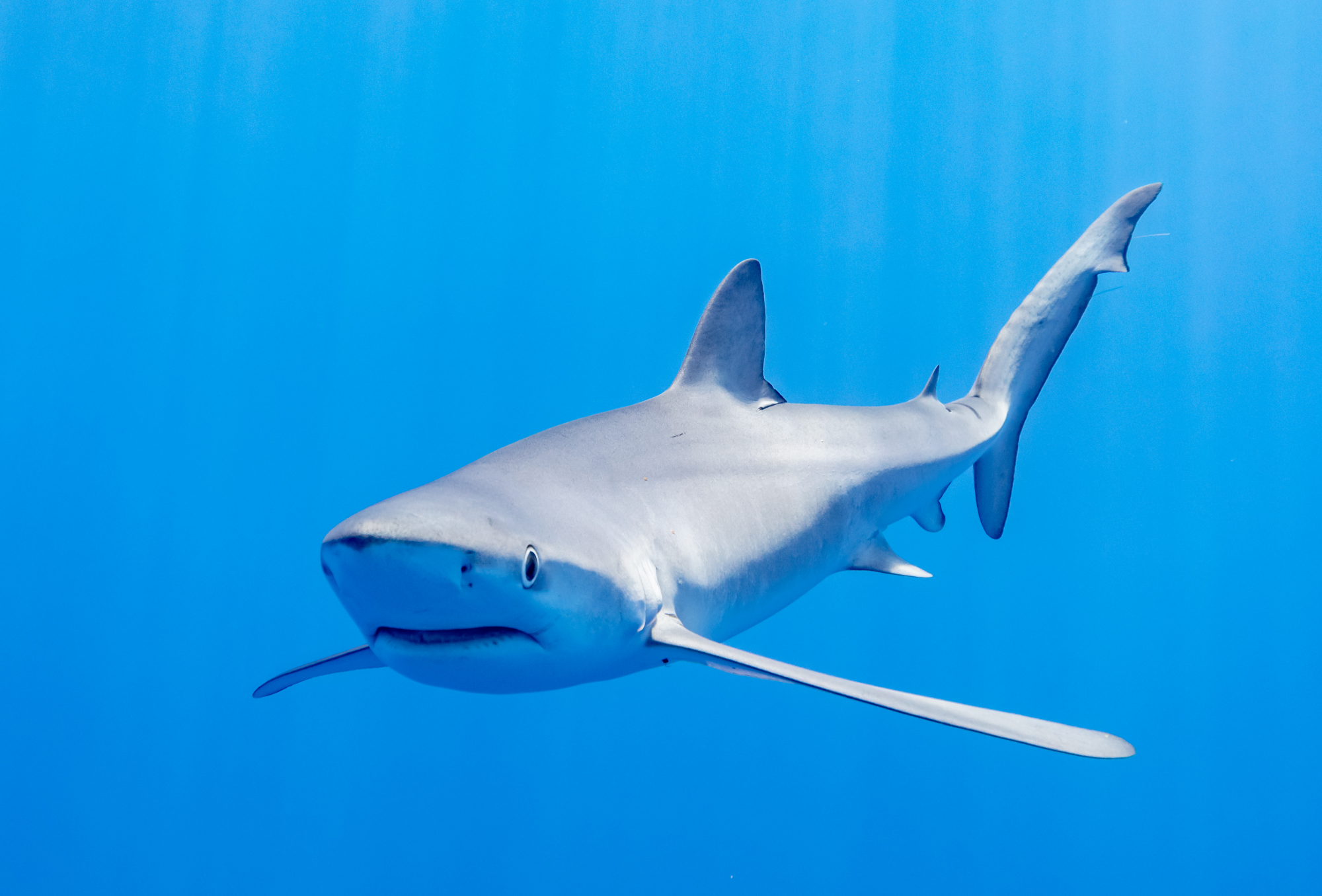 Σφαγή στον Ατλαντικό: Φορτίο με πτερύγια 10.000 καρχαριών κατάσχεσε η Βραζιλία