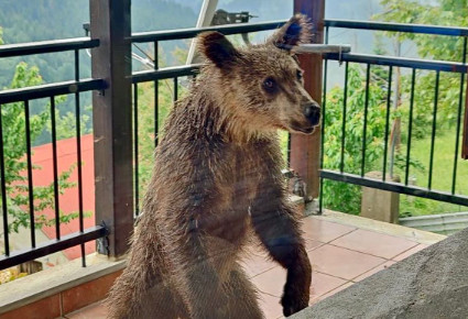 Μία μικρή αρκούδα σε μπαλκόνι, στην Πίνδο – «Λυπηρό να καταντά φωτογραφική ατραξιόν»