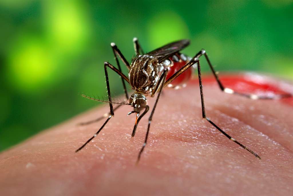 Κύπρος: Εκατοντάδες χιλιάδες στειρωμένα κουνούπια απελευθερώνονται για να μειωθεί ο πληθυσμός