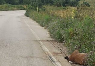 Τροχαίο με αγριογούρουνο στην Αμφιλοχία – Από θαύμα γλίτωσε οδηγός