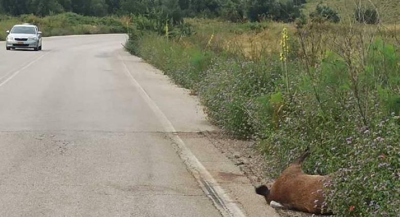 Τροχαίο με αγριογούρουνο στην Αμφιλοχία - Από θαύμα γλίτωσε οδηγός