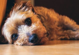 Κακοποίηση ζώου στη Ζάκυνθο: Σε ασφαλή χώρο ο σκύλος που σερνόταν δεμένος από το αυτοκίνητο του αφεντικού του