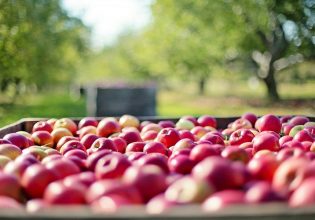 WAPA: Λιγοστεύουν τα ευρωπαϊκά αποθέματα μήλων και αχλαδιών