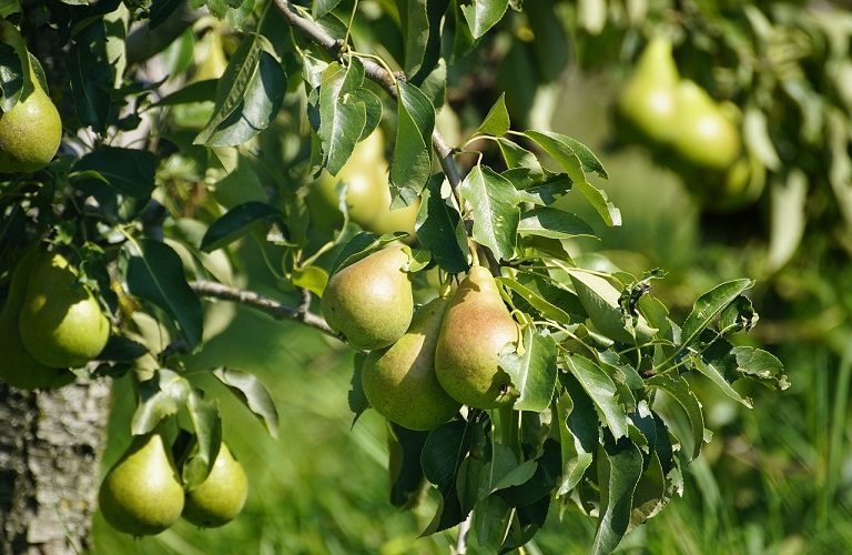 Μηλοειδή: Φυτοπροστασία κατά των προσβολών από ασθένειες και εχθρούς