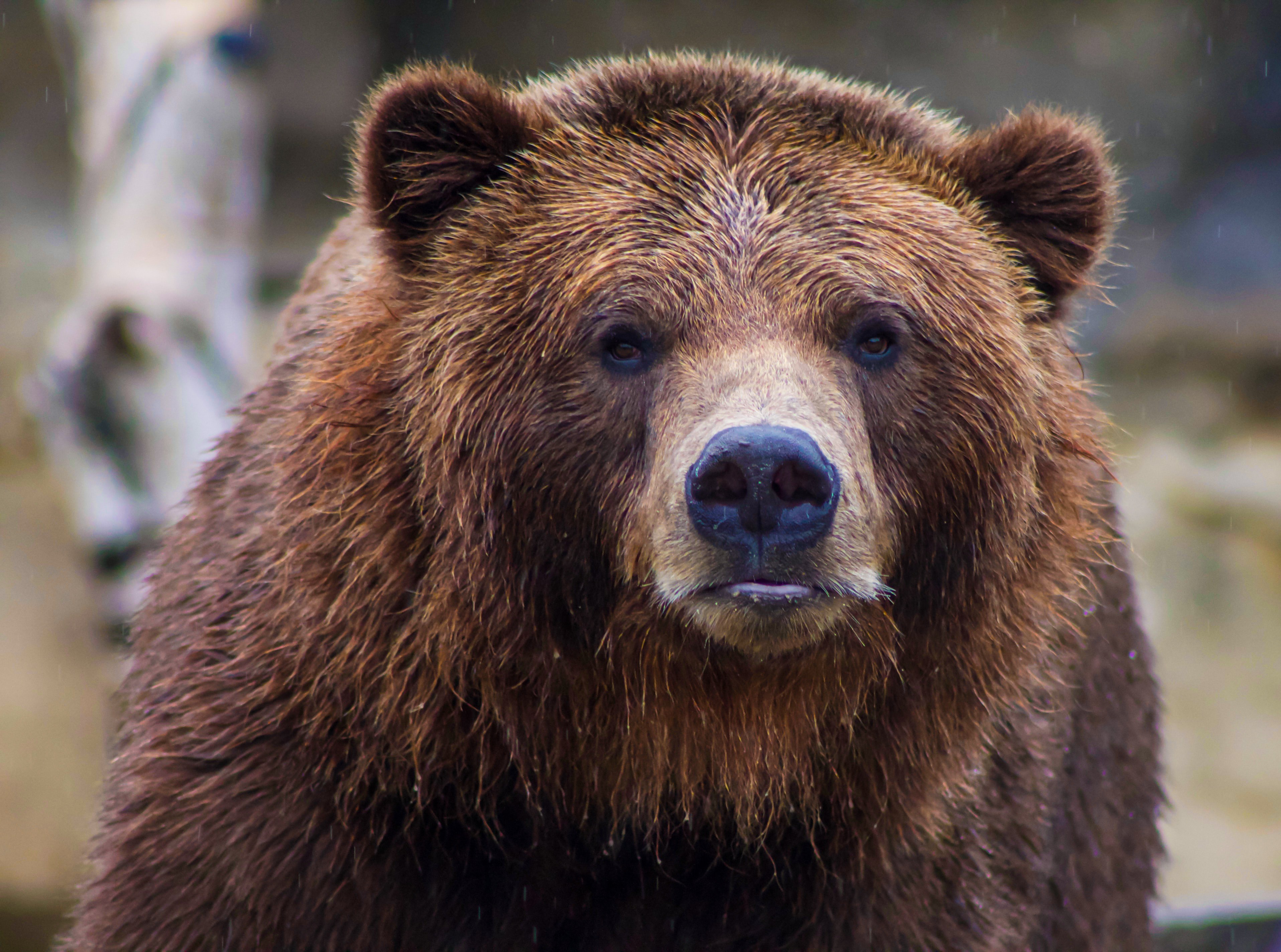 Αρκούδα στα Τρίκαλα: Εμφανίστηκε και έκανε βόλτες στο χωριό της Κρανιάς