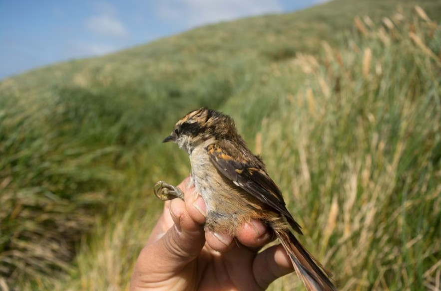 Ευρώπη: Πάνω από 500 εκατομμύρια πουλιά έχουν χαθεί τα τελευταία 40 χρόνια