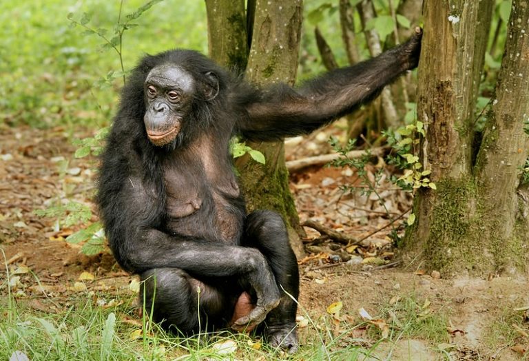 Αυνανισμός: Γιατί η εξέλιξη εφηύρε το σπορ της αυτοϊκανοποίησης