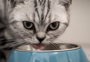 Kaspersky: Προειδοποίηση για κυβερνοεπιθέσεις σε αυτόματες ταΐστρες κατοικιδίων