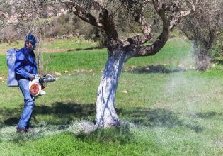 Ελια: Ξεκινά το πρόγραμμα δακοκτονίας στη Μεσσηνία