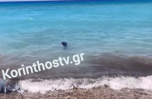 Κόρινθος: Νεαρό δελφίνι έχασε τον προσανατολισμό του και βγήκε στα ρηχά