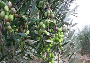 Χαλκιδική: Άσχημα μαντάτα για την επιτραπέζια ελιά – Ολική η ακαρπία στα δέντρα