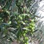 Χαλκιδική: Άσχημα μαντάτα για την επιτραπέζια ελιά – Ολική η ακαρπία στα δέντρα