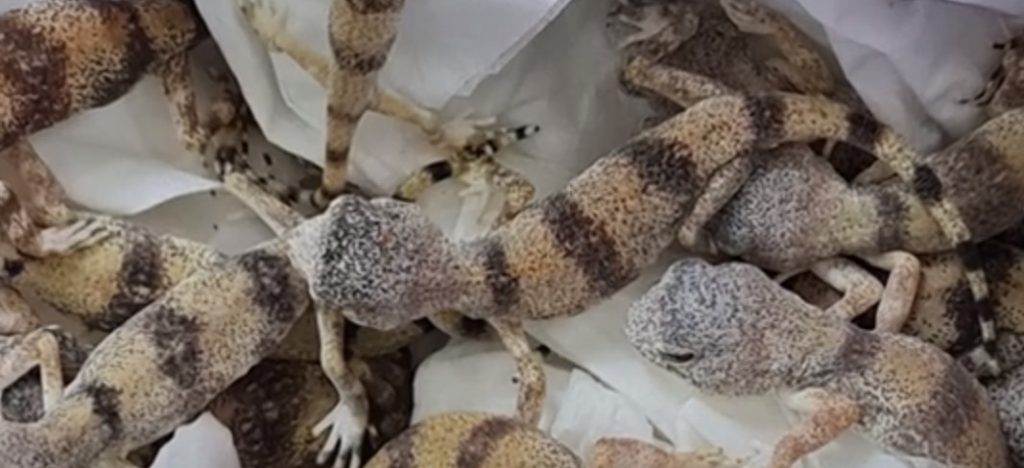 Πήγε στο αεροδρόμιο με… 90 ερπετά στη βαλίτσα – Η δικαιολογία που είπε