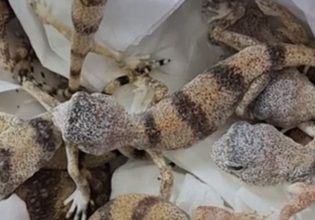 Πήγε στο αεροδρόμιο με… 90 ερπετά στη βαλίτσα – Η δικαιολογία που είπε