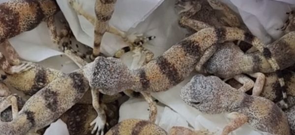 Πήγε στο αεροδρόμιο με… 90 ερπετά στη βαλίτσα – Η δικαιολογία που είπε