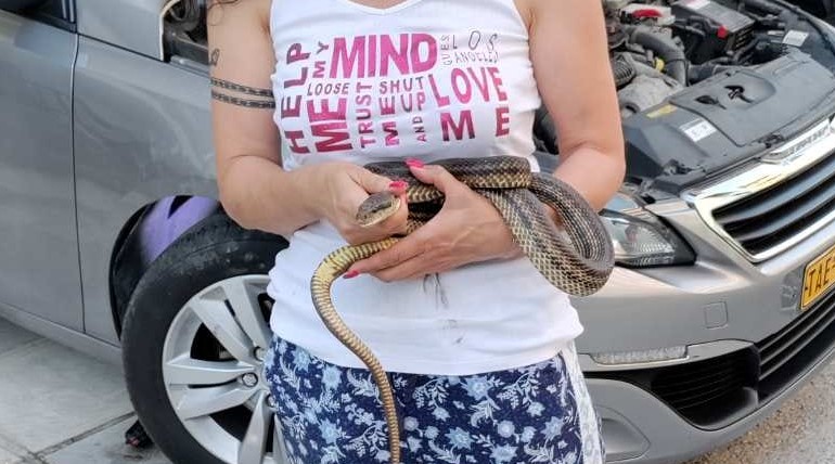 Θεσσαλονίκη: Βρήκε φίδι στο καπό του ταξί