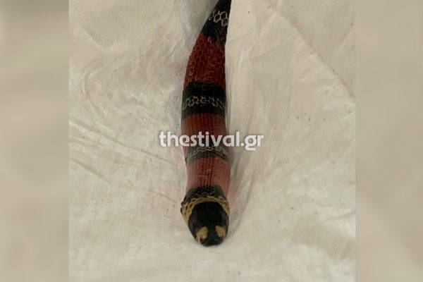 Πανικός σε λεωφορείο του ΚΤΕΛ Φλώρινας – Επιβάτιδα ξέχασε το… φίδι της